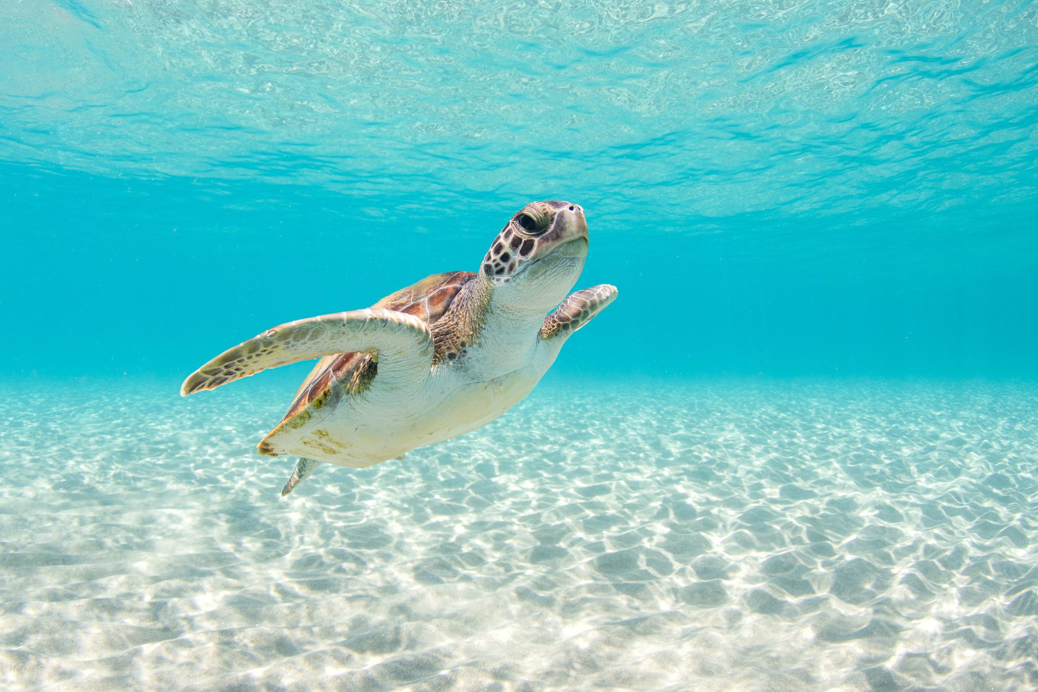 TUKIK BERENANG DI LAUT 2